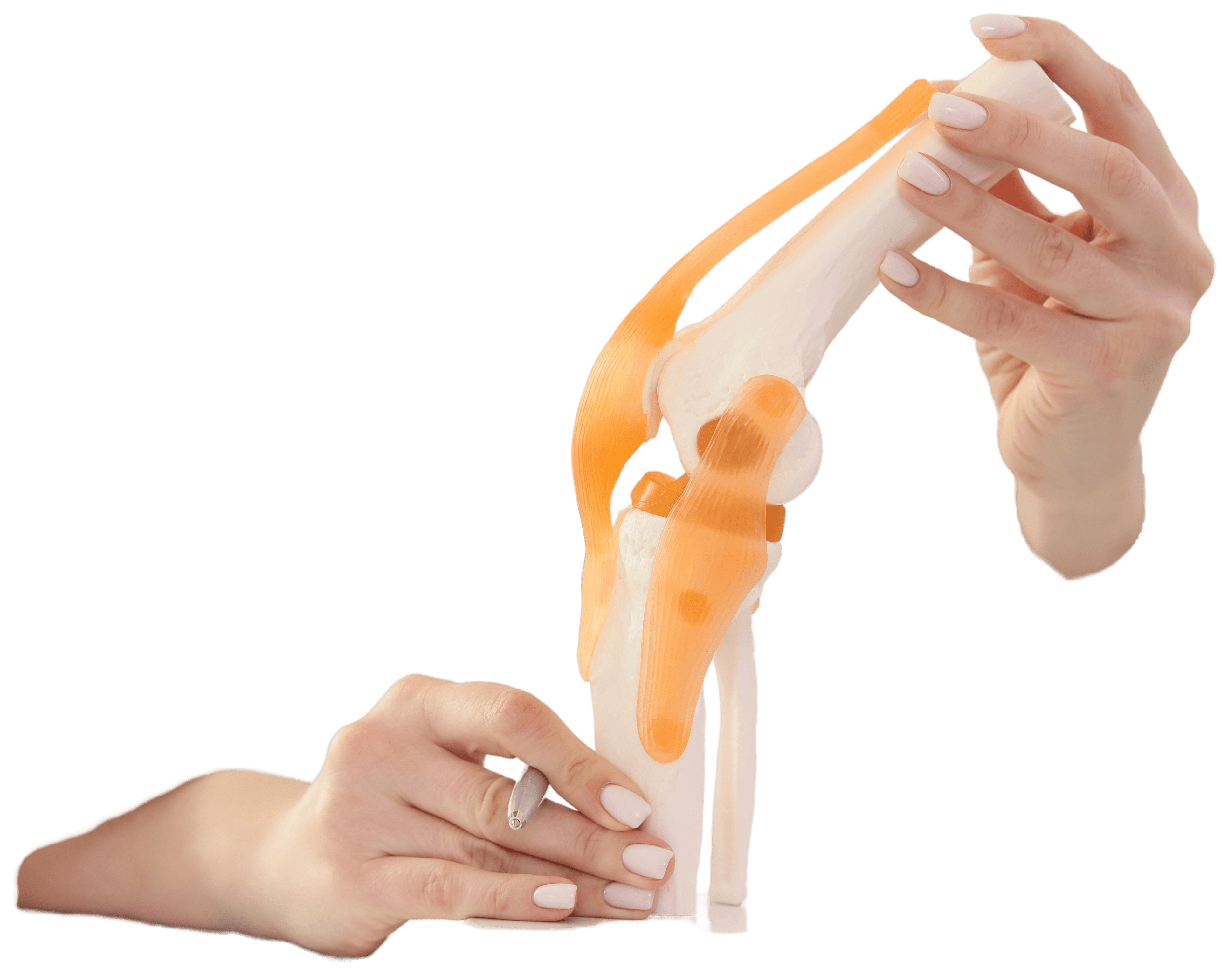 Muscular y articulaciones